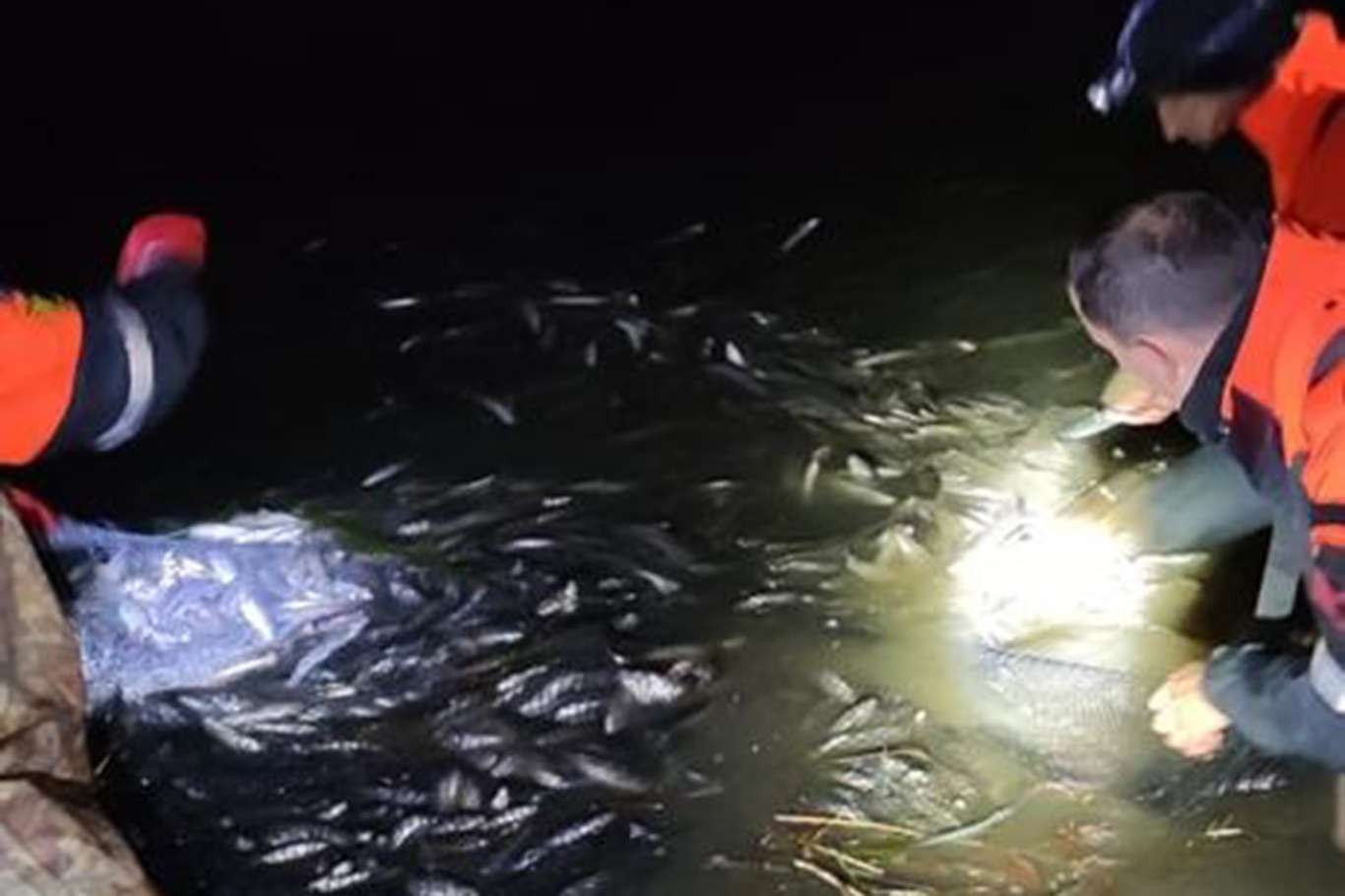 Kaçak avlanan 1 ton inci kefaline el konuldu Kaçak avlanan 1 ton inci kefaline el konuldu
